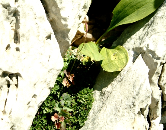 Aquilegia magellensis / Aquilegia magellense